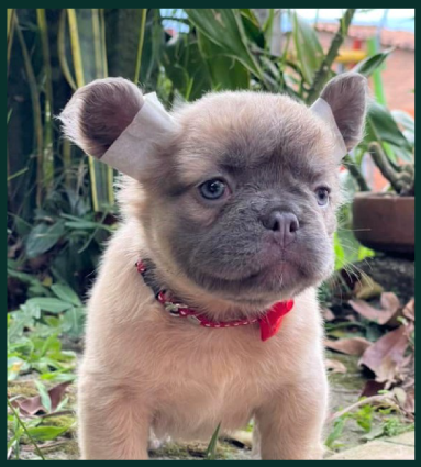 linea-rojo-mascara-negra